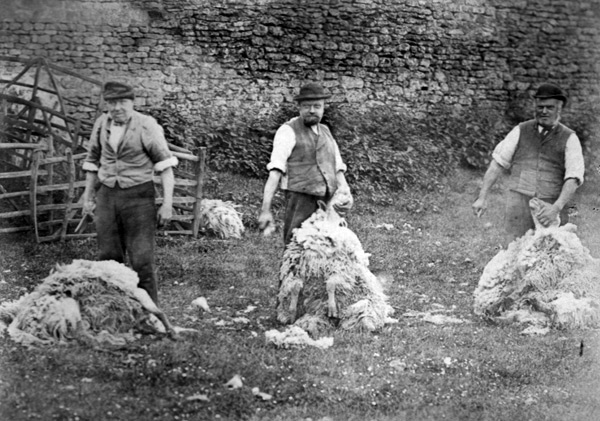 Sheepshearing at Manor Farm