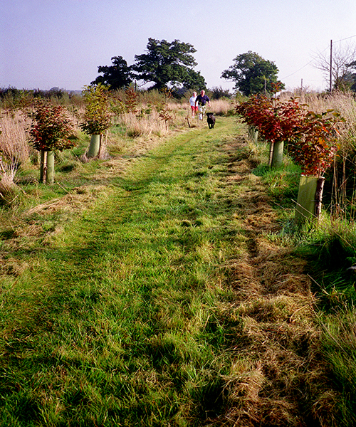 Dogwalkers