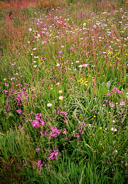 Wildflowers were abundant in the early days