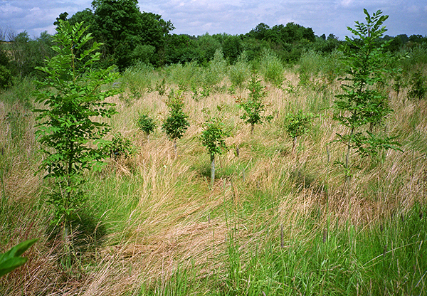 Young oaks