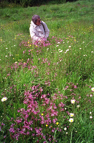 Wildflowers