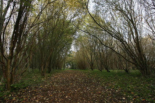 Archway of young trees