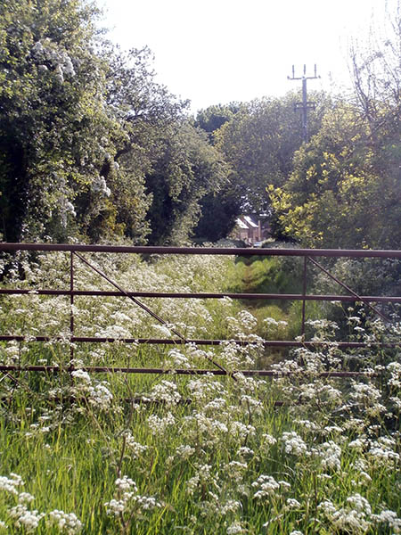 Cow parsley in full bloom