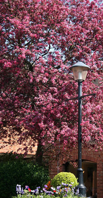 Spring Blossom