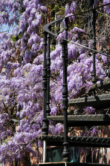 Wisteria Staircase