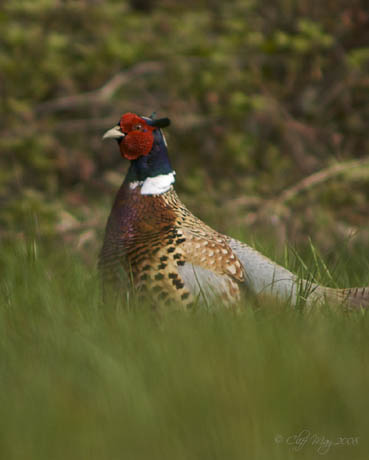 Watchful Pheasant