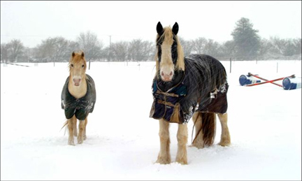 Horses in the Snow