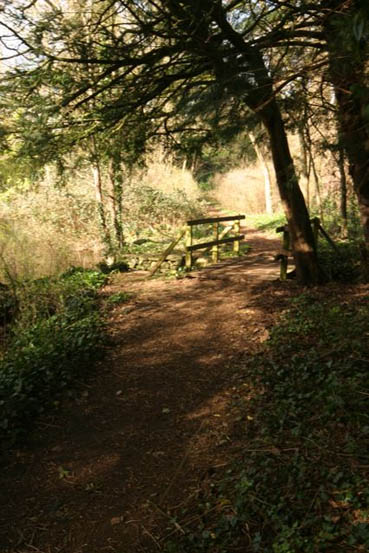 Woodland Path