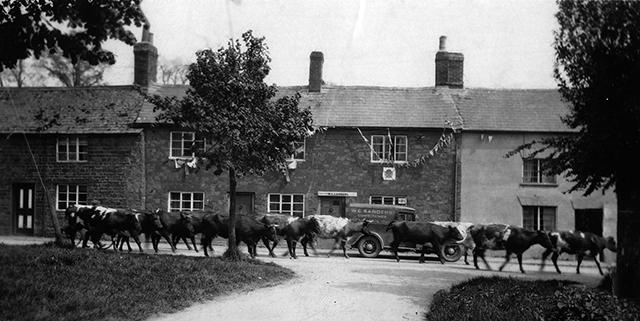 Cows outside French's farm in Hopcraft Lane, Sanders' van behind