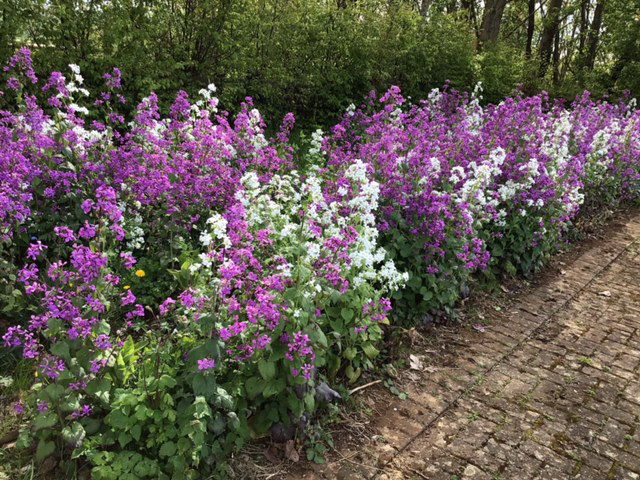 The first wildflower bank in the adventure playground