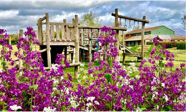 Colourful honesty in the wildflower patch