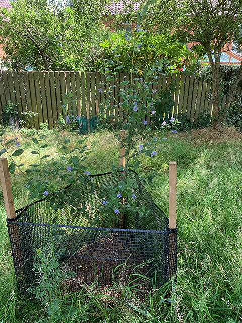 Shrubs start to get established