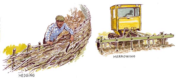 Hedge laying and harrowing