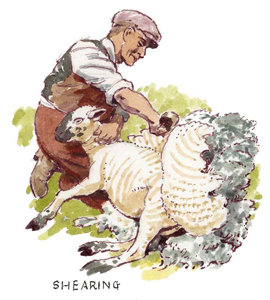 Sheep shearing