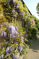 Wisteria outside Leadenporch