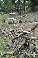 Clearing the Castle Grounds embankments of saplings, August 2010