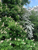 Glorious trees in the Castle Grounds