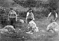 Sheepshearing at Manor Farm