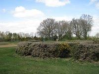 Lots of gorse!