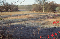 Plastic sheaths protect the young saplings