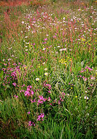 Wildflowers were abundant in the early days