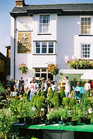 Potted plants from Bloxham