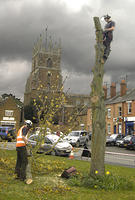 Tree felling 2008