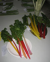 Colourful Swiss chard