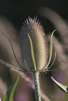 Seedhead