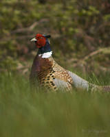 Watchful Pheasant