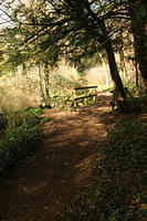 Woodland Path