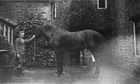 One of Mary Wallin's horses in the Tchure?