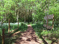 More play pieces in the woodland trail