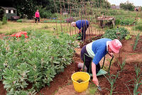 The allotments