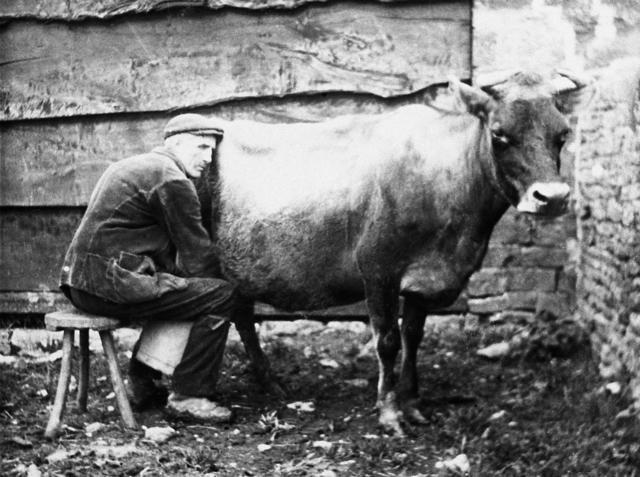 Fred Drinkwater (or was it Joe Pinfold?), milking by hand