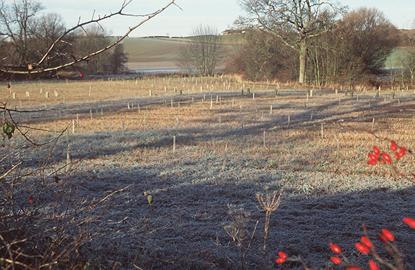 Plastic sheaths protect the young saplings