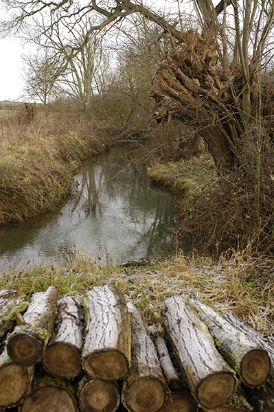 The reseults of the Environment Agency's pollarding