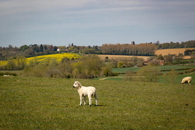 April: Lambs with view to Leadenporch Farm