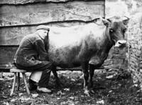 Fred Drinkwater (or was it Joe Pinfold?), milking by hand