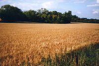Where once was a field of barley ...