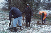 Driving snow when the wood is planted November 1996