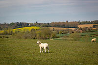 April: Lambs with view to Leadenporch Farm