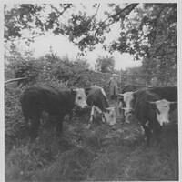 David Bliss (b.1890) with his cattle