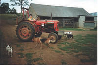 On her tractor in the yard with her dogs