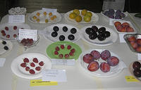 Entries in the 'Fruit' section