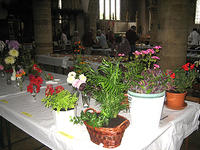 Potted plant displays