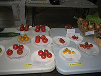 Tomatoes in a range of colours and sizes
