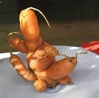 Curly carrot, entry in the 'Oddest shaped vegetable' section