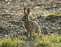 Early Morning Hare