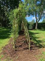 Willow tunnel gets established